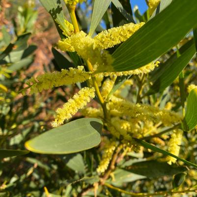 Acacia longifolia 