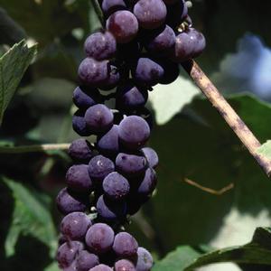 Grape Seedless Canadice