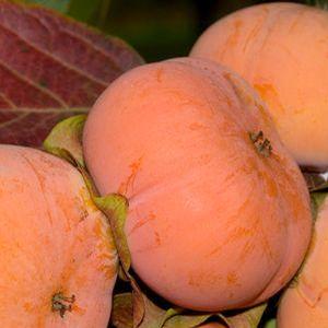 Persimmon Fuyu