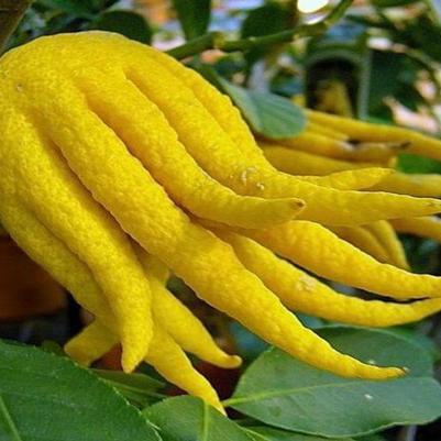 Citron Buddah's Hand