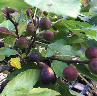 Fig Violette de Bordeaux