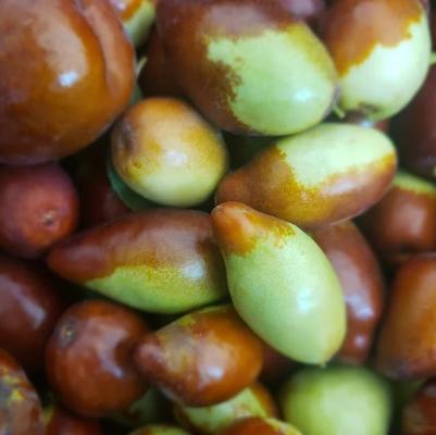Jujube Ga866