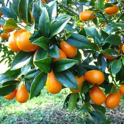 Kumquat Nagami