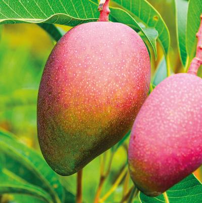Mango Magnifera Triple Time