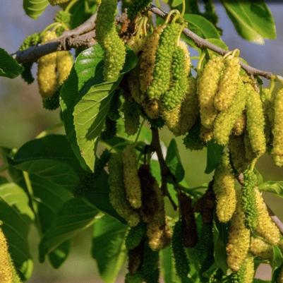 Mulberry White Pakistan