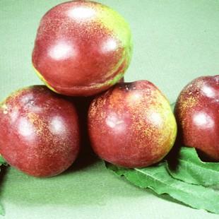 Nectarine Goldmine