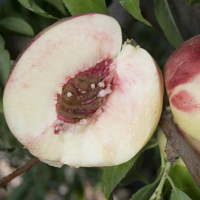 Nectarine Heavenly White