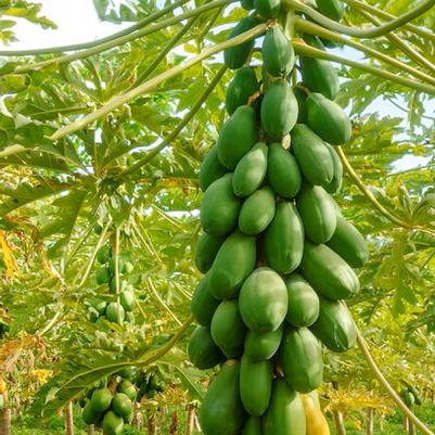 Papaya Brazilian