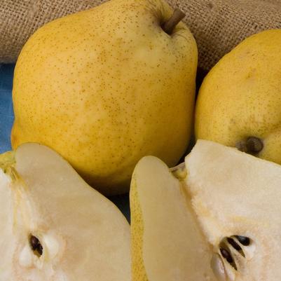 Pear Kieffer