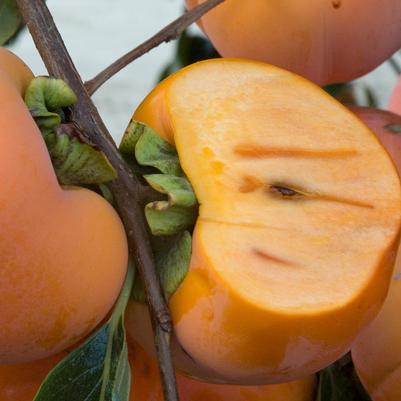 Persimmon Giant Fuyu