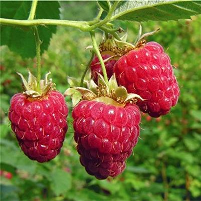 Raspberry Red Canby Thornless