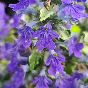 Ajuga reptans Princess Elsa