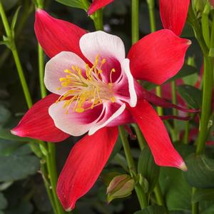 Aquilegia caerulea Kirigami&trade; Red & White