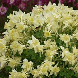 Aquilegia caerulea Kirigami&trade; Yellow