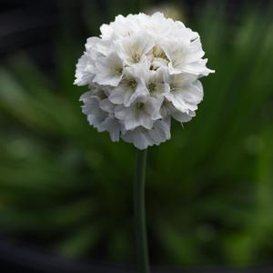 Armeria pseudarmeria Dreameria&reg; Dream Clouds