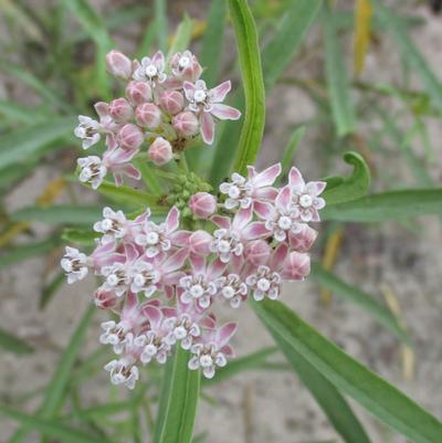 Asclepias fascicularis 
