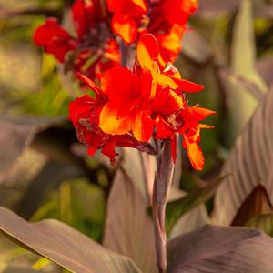 Canna x generalis Cannova&reg; Bronze Scarlet