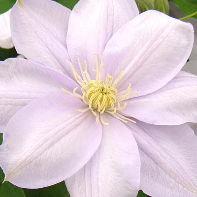 Clematis Louise Rowe