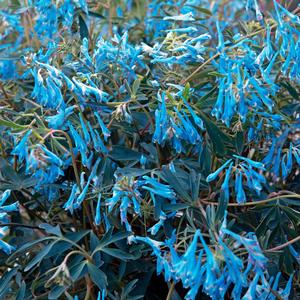 Corydalis flexuosa Hillier&trade; Porcelain Blue