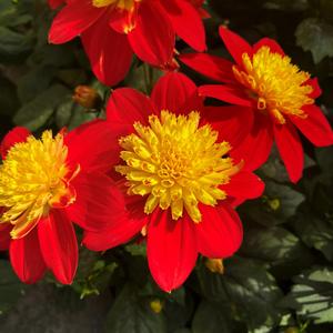 Dahlia Venti&trade; Venti Fireburst