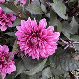 Dahlia LaBella&reg; Grande Chocolate Rose