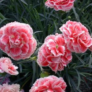 Dianthus Scent First&reg; Scent First Coral Reef