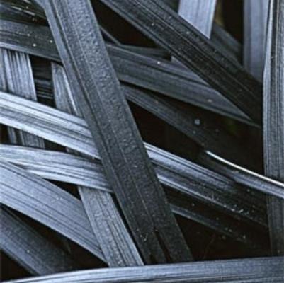 Ophiopogon planiscapus Nigrescens