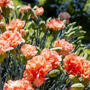 Dianthus Scent First&reg; Scent First Orange Sparkler