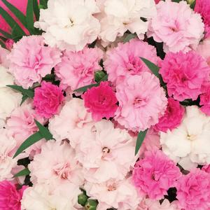 Dianthus caryophyllus I Love U