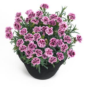 Dianthus caryophyllus Sunflor Finesse