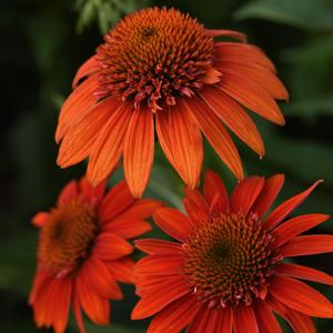 Echinacea Sombrero&reg; Fiesta Orange
