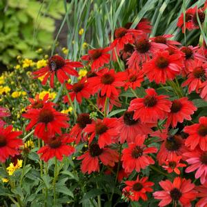 Echinacea Sombrero&reg; Salsa Red