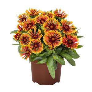Gaillardia aristata SpinTop&trade; Mariachi Copper Sun