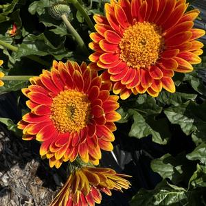 Gerbera Garvinea&reg; Sweet Blaze