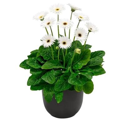 Gerbera Garvinea&reg; Sweet Frosting