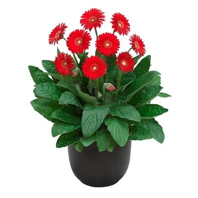 Gerbera Garvinea&reg; Sweet Love