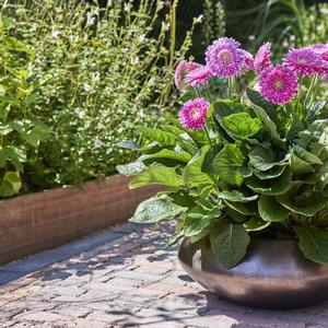 Gerbera jamesonii Garvinea Majestic Purple