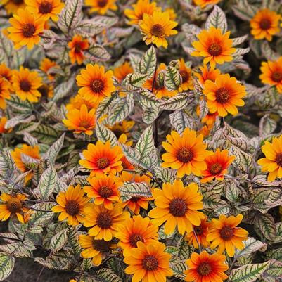 Heliopsis helianthoides Orange Marble