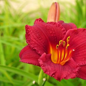 Hemerocallis Cranberry Baby