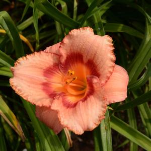 Hemerocallis Strawberry Candy