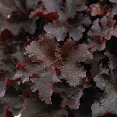 Heuchera Indian Summer Bilberry