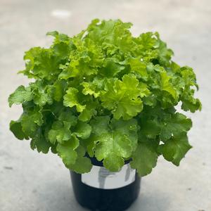 Heuchera Indian Summer Limeberry