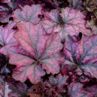 Heuchera Indian Summer Mulberry