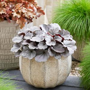 Heuchera Indian Summer Silverberry