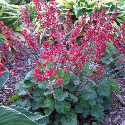 Heuchera Ruby Bells