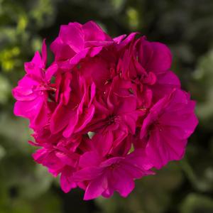 Geranium (Pelargonium) Calliope&reg; Cascade Violet