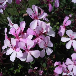 Geranium (Pelargonium) Caldera&trade; Lavender Glow