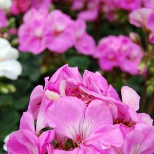 Geranium (Pelargonium) x hortorum Tango&trade; Lavender