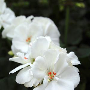 Geranium (Pelargonium) x hortorum Tango&trade; White