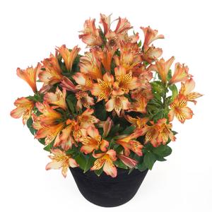 Alstroemeria Inticancha&reg; Bryce